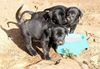 Ca de Bestiar Foto: Ca Welpen auf Mallorca (ID 32873) Ca de Bestiar Hund