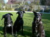 Ca de Bestiar Foto: Roxy (i.d. Mitte)1 Jahr alt mit ihrer (ID 35664) Ca de Bestiar Hund