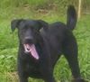 Ca de Bestiar Foto: Roxy 1,5 Jahre alt (ID 35662) Ca de Bestiar Hund