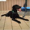 Ca de Bestiar Foto: Unser Robby, 15 Monate alt - sucht dringend ein neues Zuhause (wurde aus sehr schlechter Haltung geholt, ist aber ein Schatz geblieben) (ID 31272) Ca de Bestiar Hund