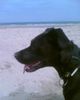 Ca de Bestiar Foto: Unsere Keesi am Strand von Holland mit 1 1/2 Jahren. (ID 27128) Ca de Bestiar Hund