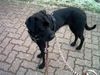 Ca de Bestiar Foto: Sie ist einfach genial (ID 28169) Ca de Bestiar Hund
