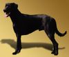 Ca de Bestiar Foto: Ca de Bestiar (ID 32875) Ca de Bestiar Hund