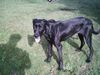 Ca de Bestiar Foto: Cora im Garten (ID 22164) Ca de Bestiar Hund