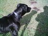 Ca de Bestiar Foto: Cora im Garten (ID 22165) Ca de Bestiar Hund