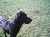 Ca de Bestiar Foto: Cora im Garten (ID 22167) Ca de Bestiar Hund