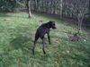 Ca de Bestiar Foto: Cora im Garten (ID 22166) Ca de Bestiar Hund