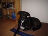 Ca de Bestiar Foto: Unser weltbester Wauz LUCKY!!! (ID 31419) Ca de Bestiar Hund