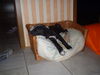 Ca de Bestiar Foto: unser Buffy 9 Wochen alt (ID 24613) Ca de Bestiar Hund
