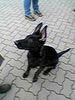 Ca de Bestiar Foto: Unsere Diana,Schwester von Nandu (ID 9886) Ca de Bestiar Hund