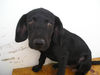 Ca de Bestiar Foto: Loui als Welpe, noch in Spanien (ID 24537) Ca de Bestiar Hund