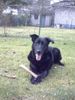 Ca de Bestiar Foto: Nelly endlich glücklich (ID 12877) Ca de Bestiar Hund