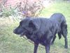 Ca de Bestiar Foto: Kaum zu glauben, dass Nelly einmal ein Tierschutzhund war! (ID 12881) Ca de Bestiar Hund