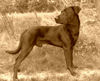 Ca de Bestiar Foto: Z-Trenc de Ca`Nyegos (Juni 08) (ID 42336) Ca de Bestiar Hund