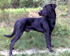 Ca de Bestiar Foto: Z-Trenc de Ca`Nyegos (Juni 08) (ID 42338) Ca de Bestiar Hund