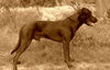 Ca de Bestiar Foto: Z-Trenc de Ca`Nyegos (Juni 08) (ID 42337) Ca de Bestiar Hund