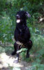 Ca de Bestiar Foto: Z-Trenc de Ca`Nyegos (Juni 08) (ID 42341) Ca de Bestiar Hund