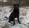 Ca de Bestiar Foto: Z-Trenc de Ca`n Nyegos (ID 43898) Ca de Bestiar Hund