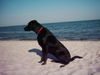 Ca de Bestiar Foto: Roxy a.d. Ostsee (ID 35710) Ca de Bestiar Hund
