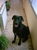 Ca de Bestiar Foto: este es KAYSHER es cacereño(español) (ID 4289) Ca de Bestiar Hund