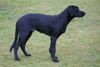Ca de Bestiar Foto: Anico-Unái de l`Atzucac (5 Monate) (ID 40723) Ca de Bestiar Hund