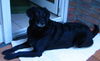 Ca de Bestiar Foto: Gitano (ID 41220) Ca de Bestiar Hund