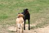 Ca de Bestiar Foto: Hallo Kleine (ID 23712) Ca de Bestiar Hund