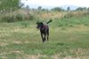 Ca de Bestiar Foto: Komm ja schon ... (ID 23713) Ca de Bestiar Hund