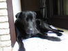 Ca de Bestiar Foto: r (ID 24527) Ca de Bestiar Hund