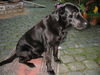 Ca de Bestiar Foto: Gida 10 Jahre alt (ID 24528) Ca de Bestiar Hund