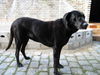 Ca de Bestiar Foto: unser Ca-Weibchen (ID 24529) Ca de Bestiar Hund