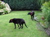 Ca de Bestiar Foto: Gida mit Tochter (ID 24526) Ca de Bestiar Hund