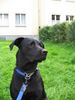Ca de Bestiar Foto: Das ist mein größter Schatz KIRA (ID 31247) Ca de Bestiar Hund