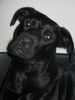 Ca de Bestiar Foto: Unsere kira (ID 31339) Ca de Bestiar Hund