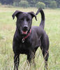 Ca de Bestiar Foto: Lolle aus Malle (ID 41227) Ca de Bestiar Hund