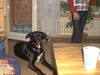 Ca de Bestiar Foto: Mein Dicker Lucky (ID 24377) Ca de Bestiar Hund