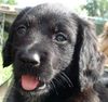 Ca de Bestiar Foto: May, 6 Wochen alt (ID 5771) Ca de Bestiar Hund