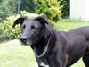 Ca de Bestiar Foto: Negrita, 4-jährige Hündin (ID 13210) Ca de Bestiar Hund