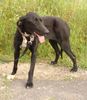 Ca de Bestiar Foto: Ich sehe ja so brav aus.............. (ID 21839) Ca de Bestiar Hund