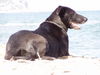 Ca de Bestiar Foto: Negrita in ihrer Heimat, am Meer (2) (ID 30057) Ca de Bestiar Hund