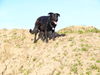 Ca de Bestiar Foto: Nandu (ID 38062) Ca de Bestiar Hund