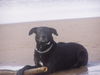 Ca de Bestiar Foto: Negrita in ihrer Heimat, am Meer (ID 30056) Ca de Bestiar Hund