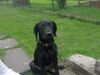 Ca de Bestiar Foto: Loui 4 Monate alt (ID 24536) Ca de Bestiar Hund