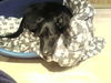 Ca de Bestiar Foto: Diana unsere Süße (ID 39637) Ca de Bestiar Hund