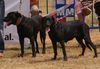 Ca de Bestiar Foto: Rüde und Hündin (Mallorca) (ID 41086) Ca de Bestiar Hund