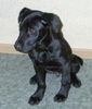 Ca de Bestiar Foto: Roxy, 11 Wochen alt (ID 35709) Ca de Bestiar Hund