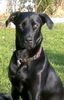 Ca de Bestiar Foto: Roxy 10 Monate (ID 35663) Ca de Bestiar Hund
