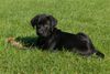 Ca de Bestiar Foto: Anico-Unái de l`Atzucac (8 Wochen) (ID 39781) Ca de Bestiar Hund