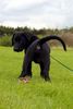 Ca de Bestiar Foto: Anico-Unái de l`Atzucac (9 Wochen) (ID 39782) Ca de Bestiar Hund