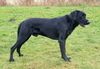 Ca de Bestiar Foto: Anico-Unái de l`Atzucac (16 Monate) (ID 43319) Ca de Bestiar Hund